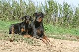 DOBERMANN 087